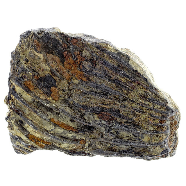 Fossil sea lily (crinoid) from Mexico