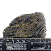 Fossile Seelilie (Crinoid) aus Mexiko