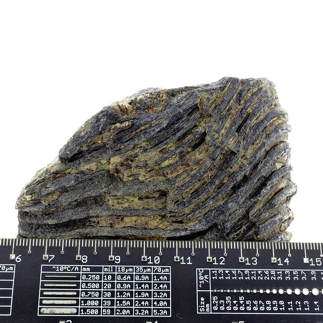 Fossile Seelilie (Crinoid) aus Mexiko