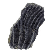 Fossiele zeelelie (crinoïde) uit Mexico