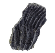 Fossiele zeelelie (crinoïde) uit Mexico