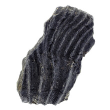 Fossiler Seelilienkern aus Mexiko