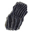 Fossile Seelilie (Crinoid) aus Mexiko