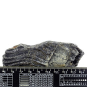 Fossil sea lily (crinoid) from Mexico