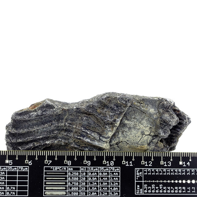 Fossiele zeelelie (crinoïde) uit Mexico