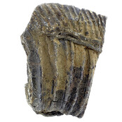 Fossile Seelilie (Crinoid) aus Mexiko