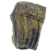 Fossiele zeelelie (crinoïde) uit Mexico