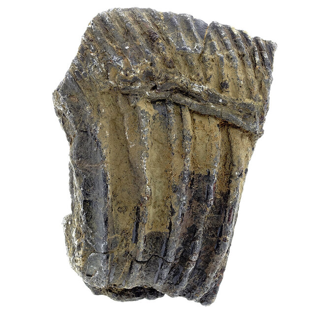 Fossile Seelilie (Crinoid) aus Mexiko