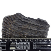 Fossile Seelilie (Crinoid) aus Mexiko