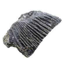 Fossil sea lily (crinoid) from Mexico