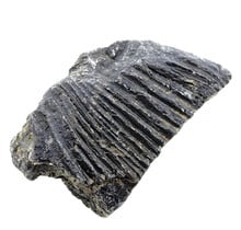 Fossile Seelilie (Crinoid) aus Mexiko