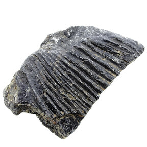 Fossil crinoid from Mexico