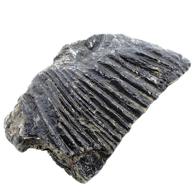 Fossile Seelilie (Crinoid) aus Mexiko
