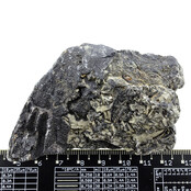 Fossile Seelilie (Crinoid) aus Mexiko