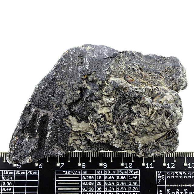 Fossile Seelilie (Crinoid) aus Mexiko