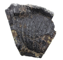 Fossil sea lily (crinoid) from Mexico