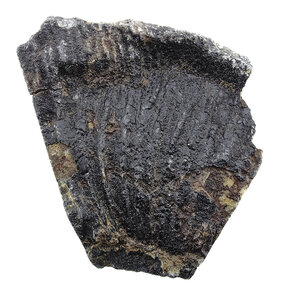 Fossil crinoid from Mexico