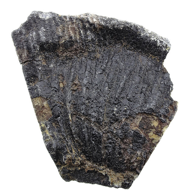 Fossil sea lily (crinoid) from Mexico