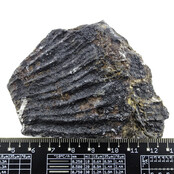 Fossiele zeelelie (crinoïde) uit Mexico