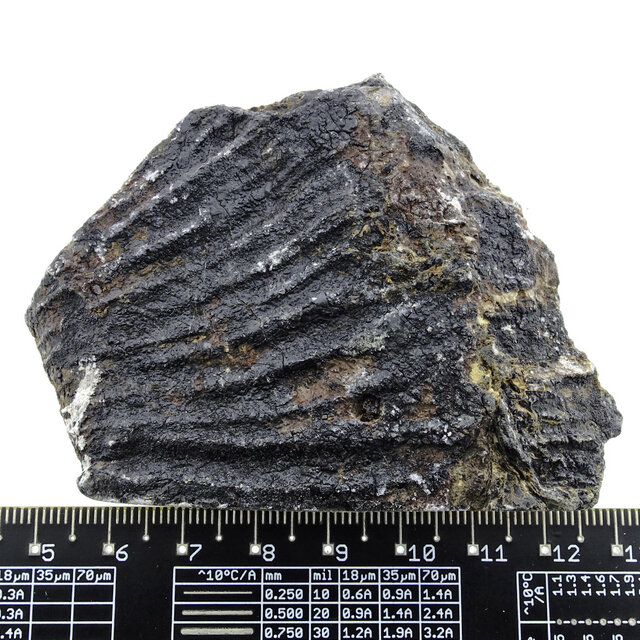 Fossil sea lily (crinoid) from Mexico