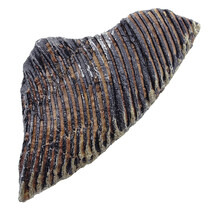 Fossile Seelilie (Crinoid) aus Mexiko