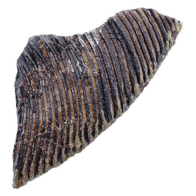 Fossile Seelilie (Crinoid) aus Mexiko