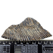 Fossile Seelilie (Crinoid) aus Mexiko