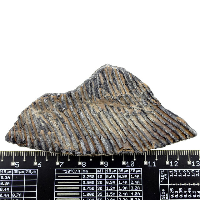 Fossile Seelilie (Crinoid) aus Mexiko