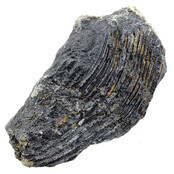 Fossiele zeelelie (crinoïde) uit Mexico