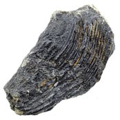 Fossile Seelilie (Crinoid) aus Mexiko