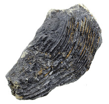 Fossil sea lily (crinoid) from Mexico