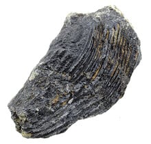 Fossile Seelilie (Crinoid) aus Mexiko