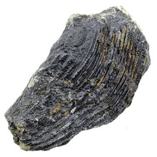 Fossiler Seelilienkern aus Mexiko