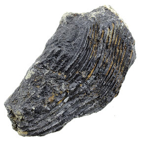 Fossil crinoid from Mexico