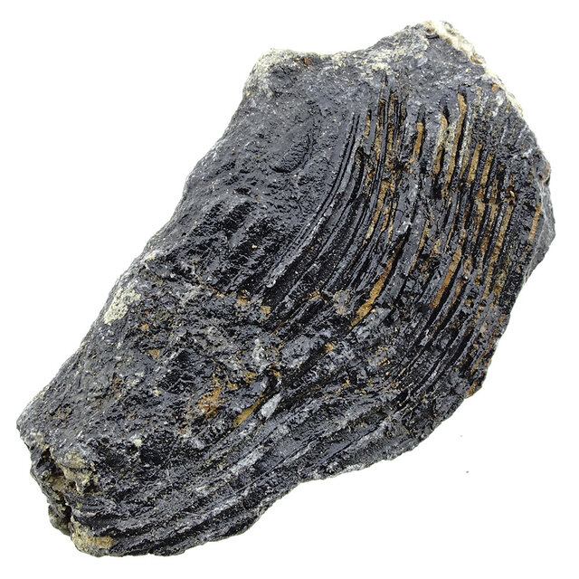 Fossiele zeelelie (crinoïde) uit Mexico