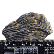 Fossiele zeelelie (crinoïde) uit Mexico