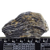 Fossile Seelilie (Crinoid) aus Mexiko