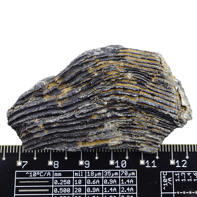 Fossil sea lily (crinoid) from Mexico