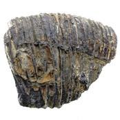 Fossil sea lily (crinoid) from Mexico