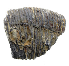 Fossiele zeelelie (crinoïde) uit Mexico