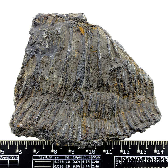 Fossile Seelilie (Crinoid) aus Mexiko