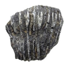 Fossile Seelilie (Crinoid) aus Mexiko