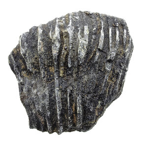 Fossil crinoid from Mexico