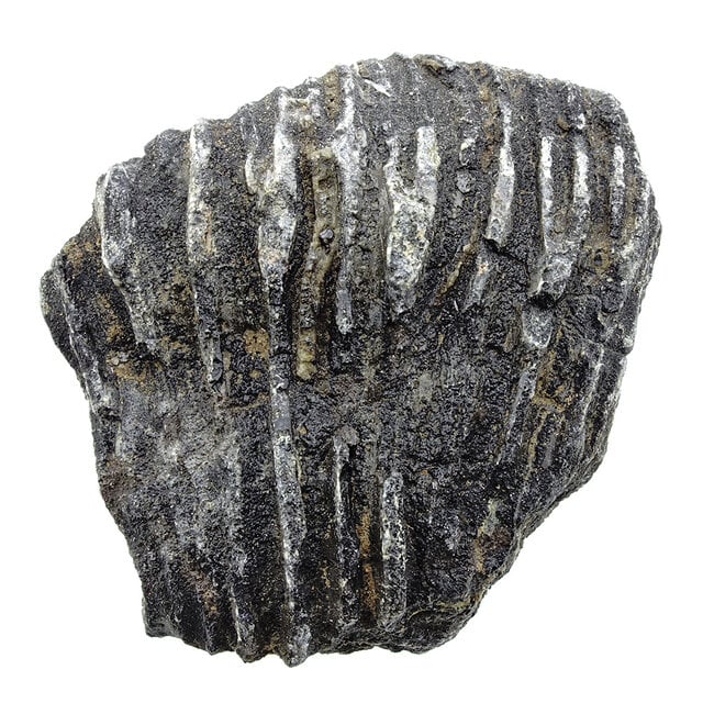 Fossil sea lily (crinoid) from Mexico