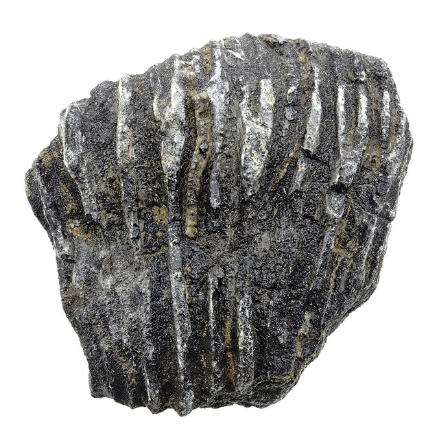 Fossile Seelilie (Crinoid) aus Mexiko