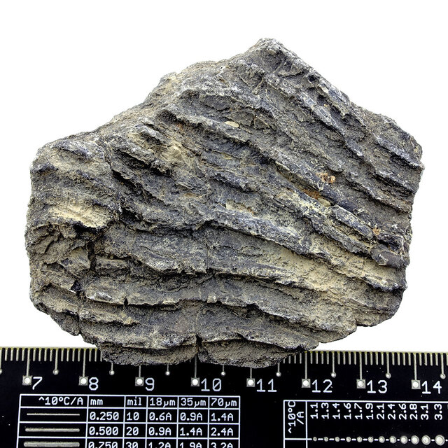 Fossil sea lily (crinoid) from Mexico