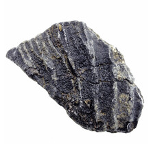 Fossile Seelilie (Crinoid) aus Mexiko