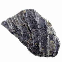 Fossil crinoid from Mexico