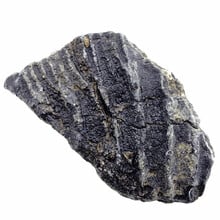 Fossiler Seelilienkern aus Mexiko