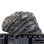 Fossil sea lily (crinoid) from Mexico